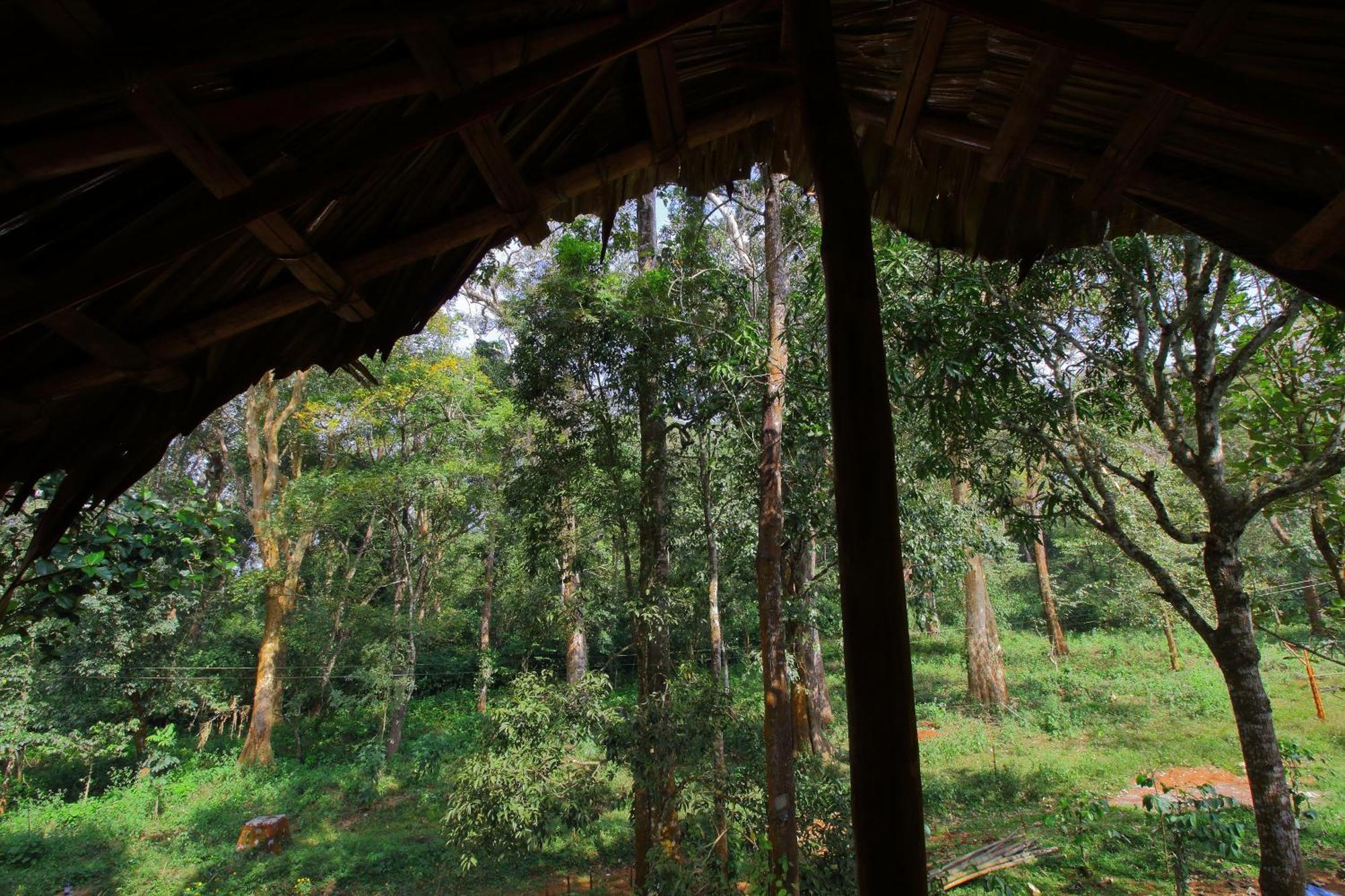 סולטאן באטרי Tall Trees - Modern Forest Villa In Wayanad מראה חיצוני תמונה